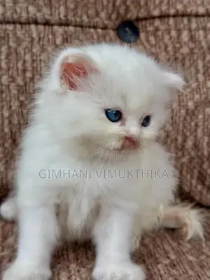 Persian Cat
