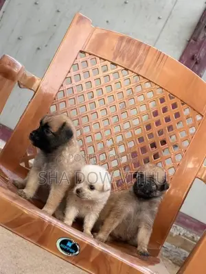 Pomeranian Puppies