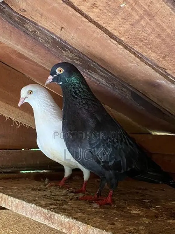 Pigeons