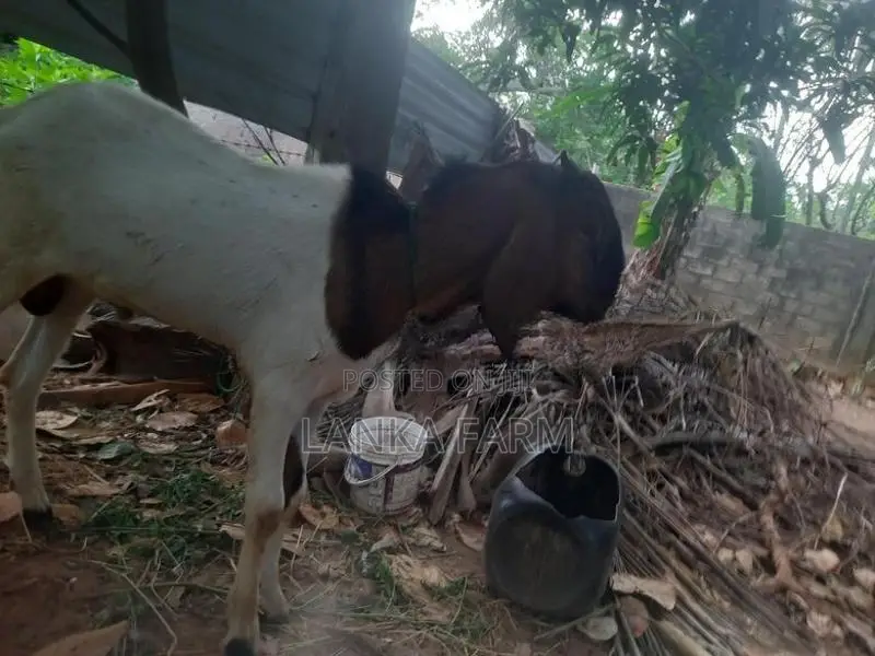 கிடாய் ஆடு