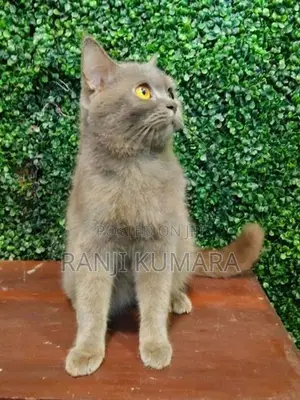 British Shorthair Cat