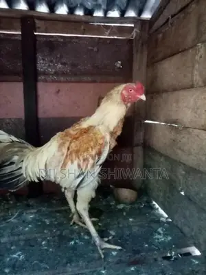Roosters