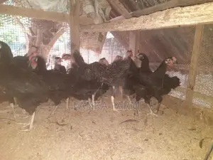 Farm Chickens