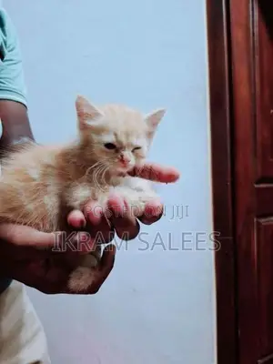 Ginger Persian Kittens