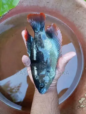 Giant Red Tail Gourami