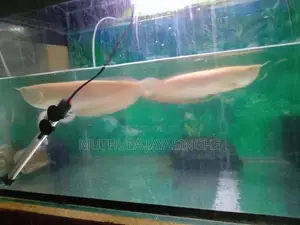 Albino Arowana Fish