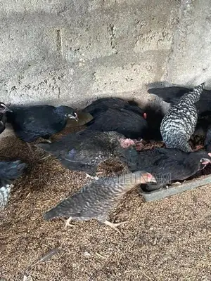 Farm Hens