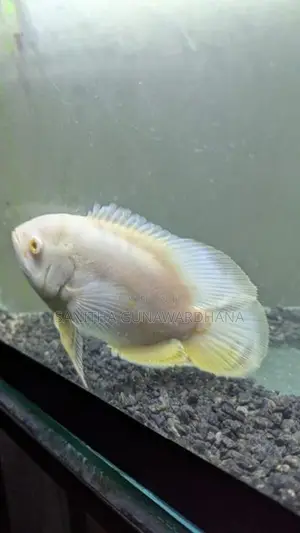 Oscar Fish