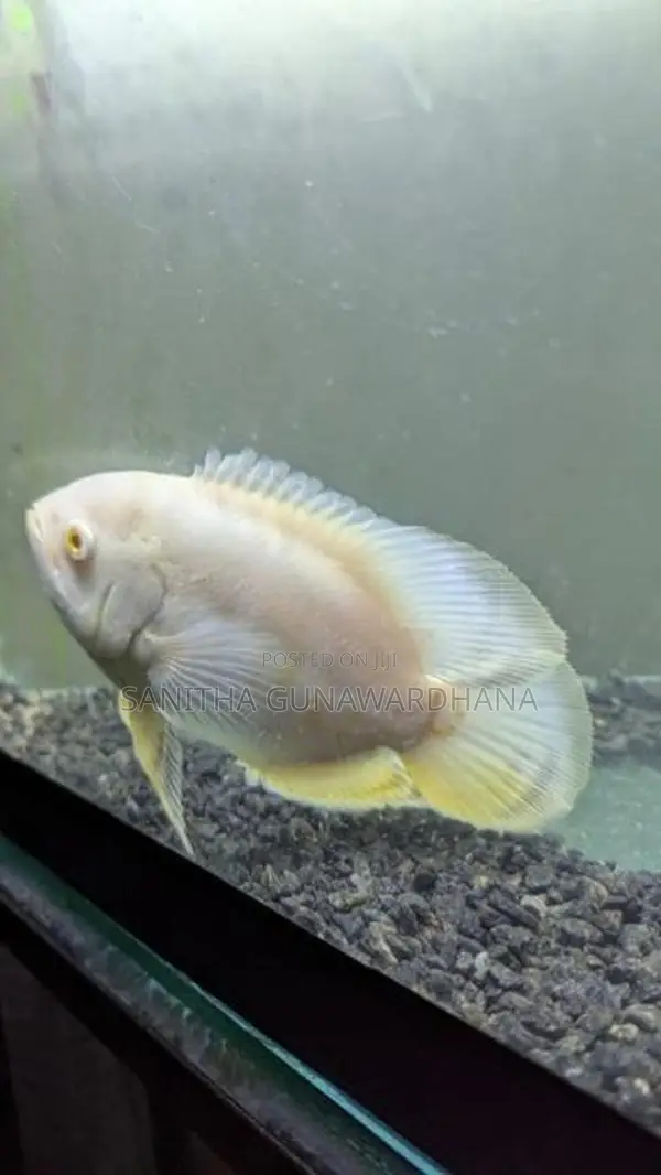 Oscar Fish