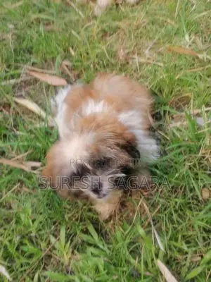 Shih Tzu Puppy