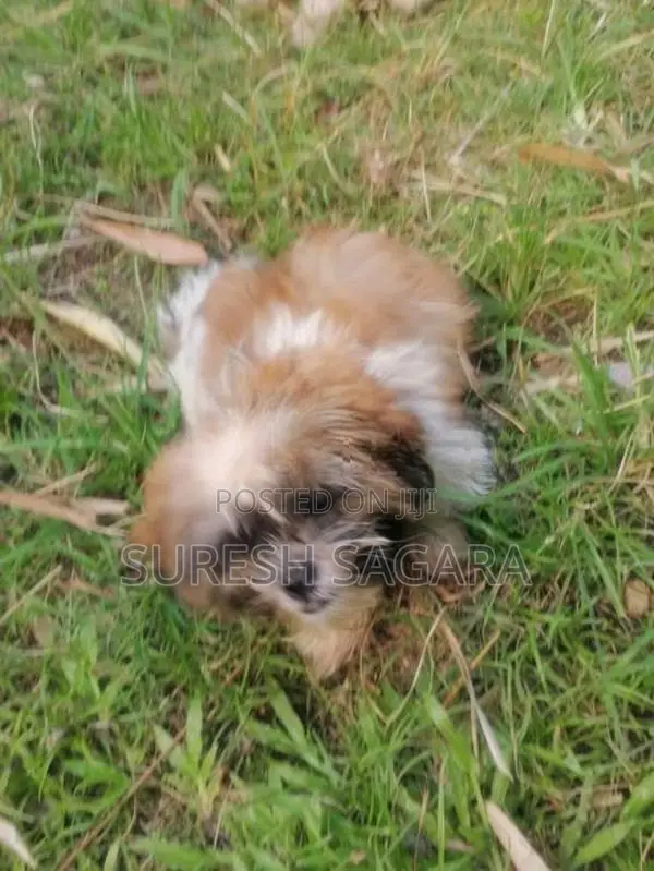 Shih Tzu Puppy