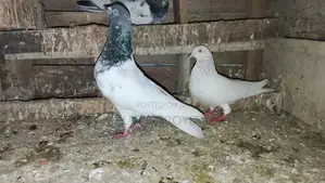 Pigeons