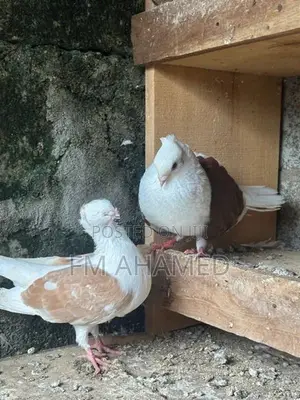 German Owl Pigeon