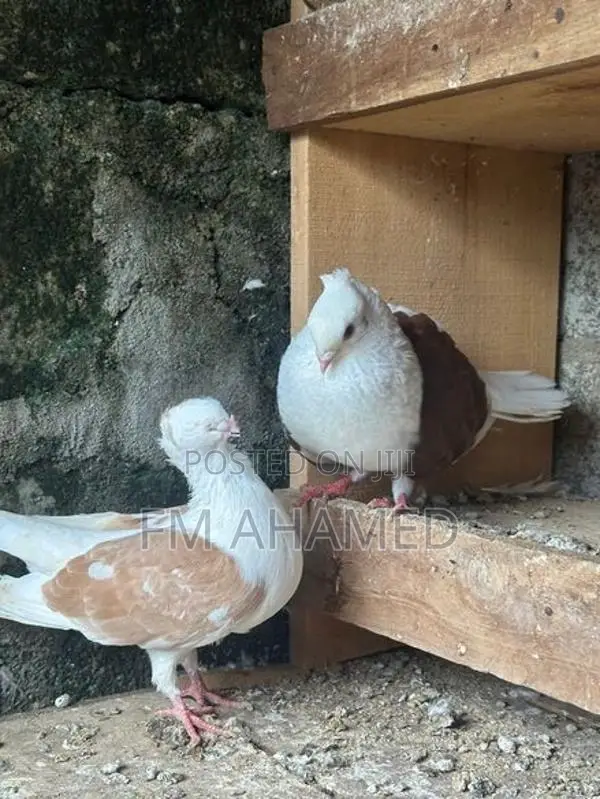 German Owl Pigeon