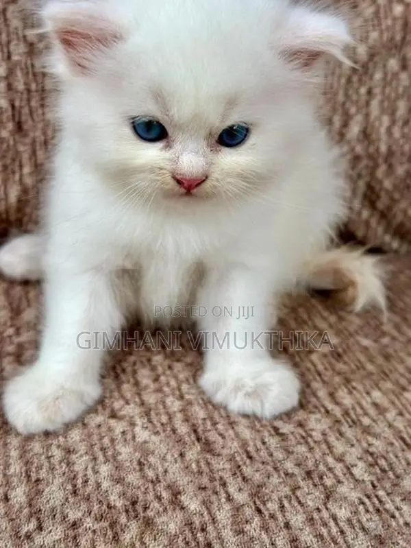 Persian Cat