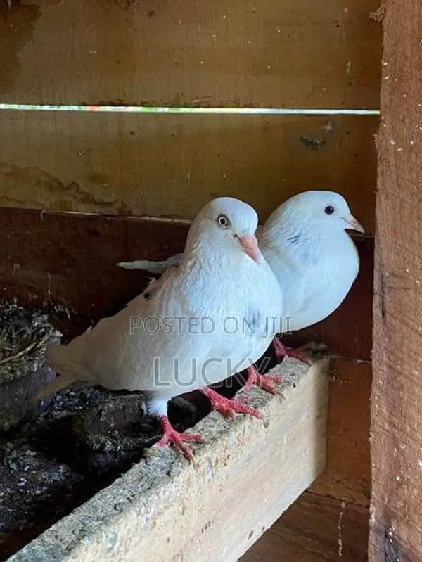 Pigeons