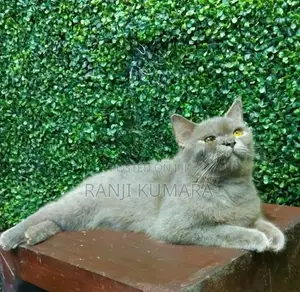 British Shorthair Cat