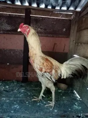 Roosters