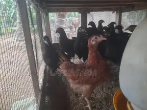 Farm Chickens