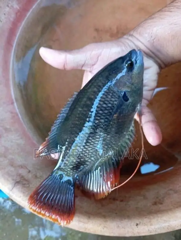 Giant Red Tail Gourami