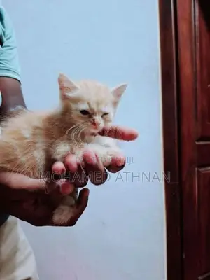 Persian Kitten