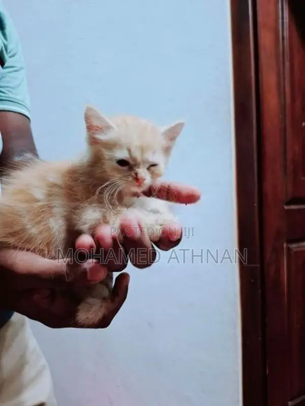Persian Kitten