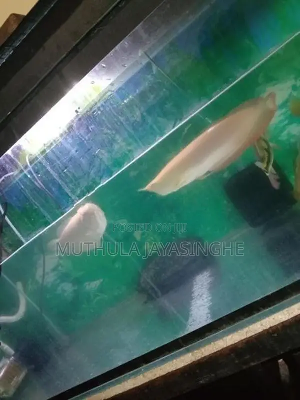 Albino Arowana Fish