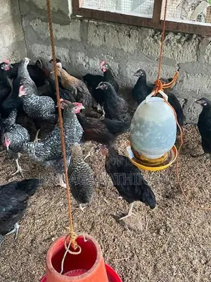 Farm Hens