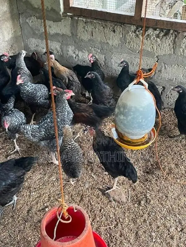 Farm Hens