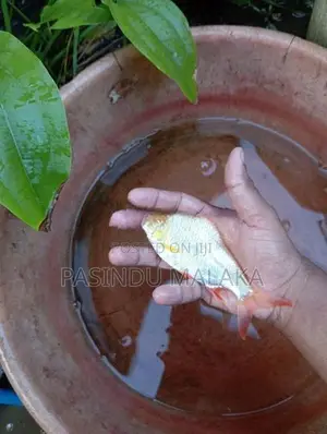 Albino Red Eye Fish