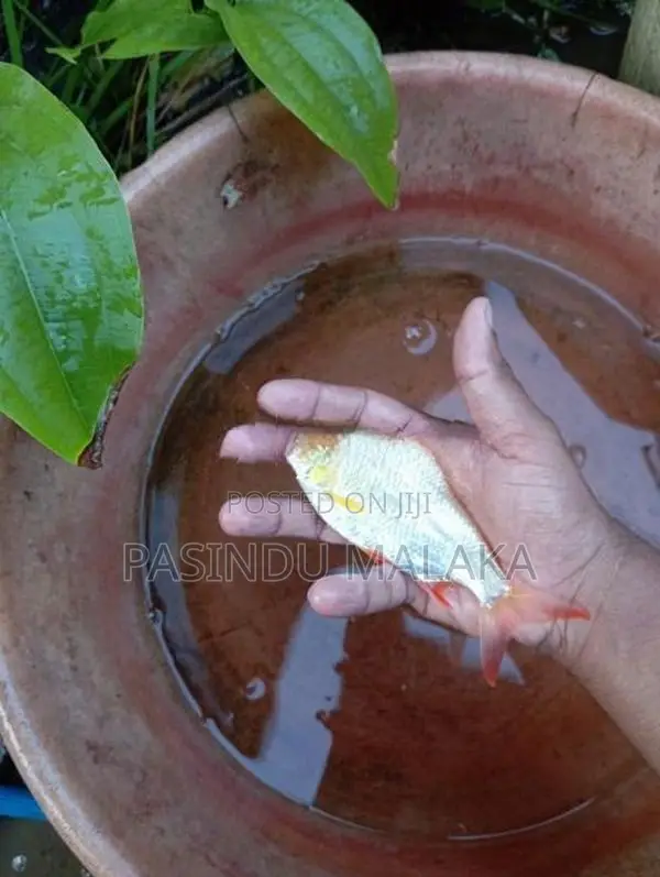 Albino Red Eye Fish