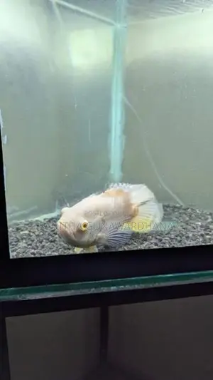 Oscar Fish