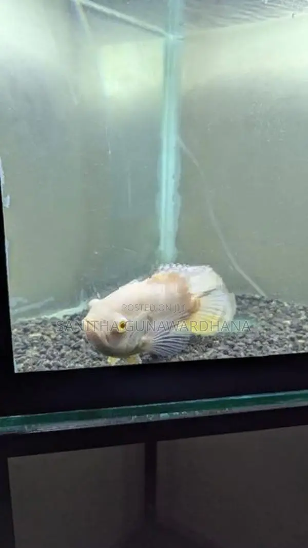 Oscar Fish