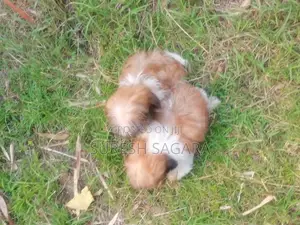 Shih Tzu Puppy