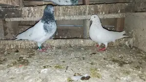 Pigeons