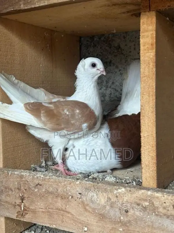 German Owl Pigeon