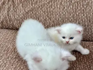 Persian Cat