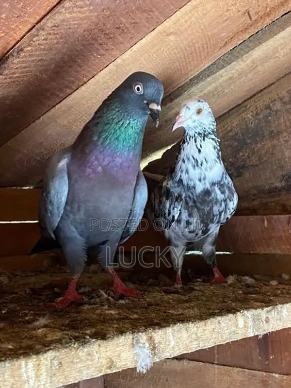 Pigeons