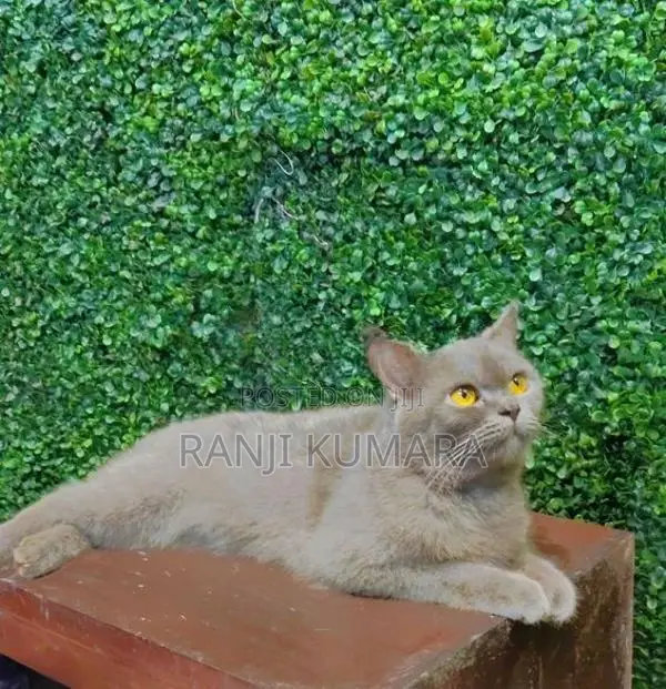 British Shorthair Cat