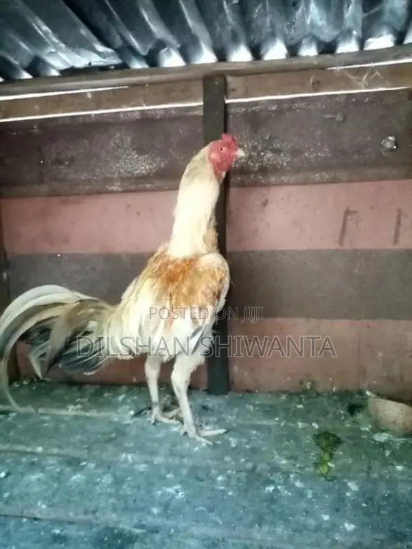Roosters