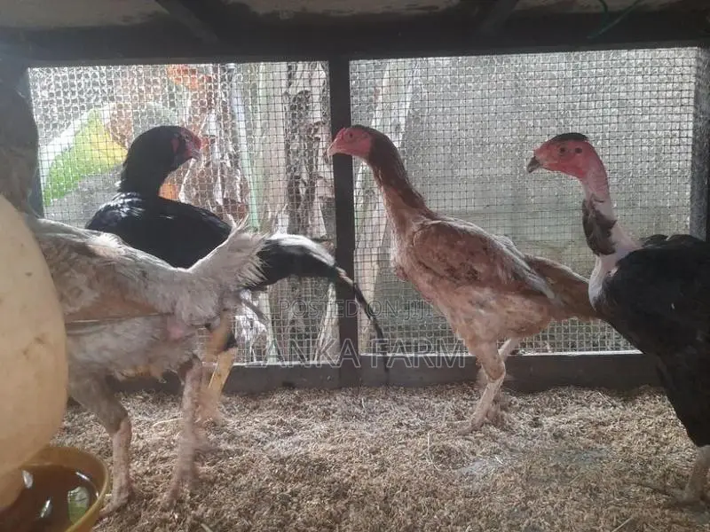 Farm Chickens