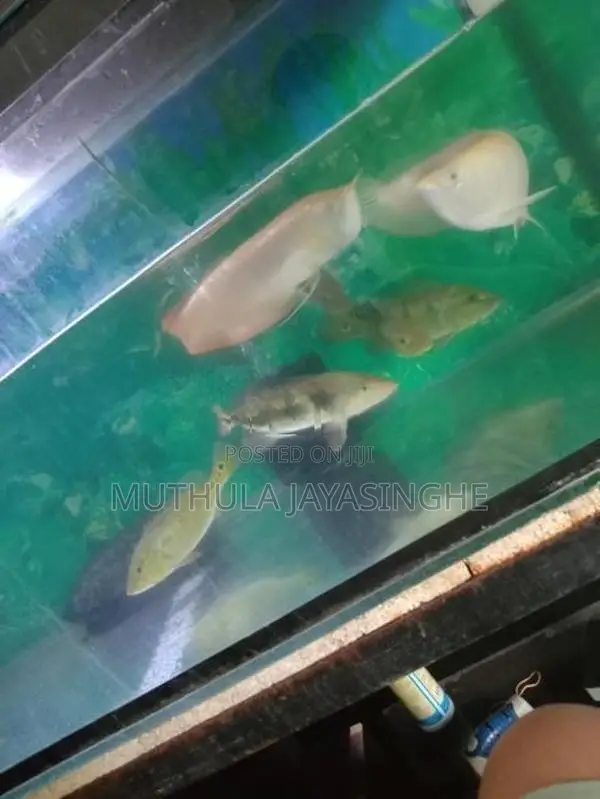 Albino Arowana Fish