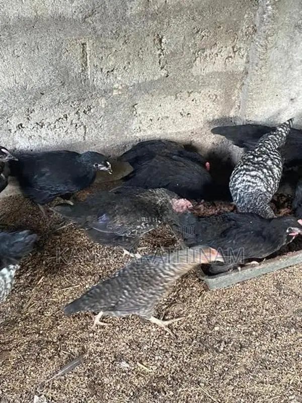 Farm Hens