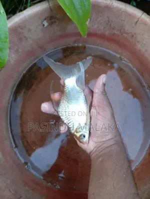 Veil Tail Tinfoil Barb
