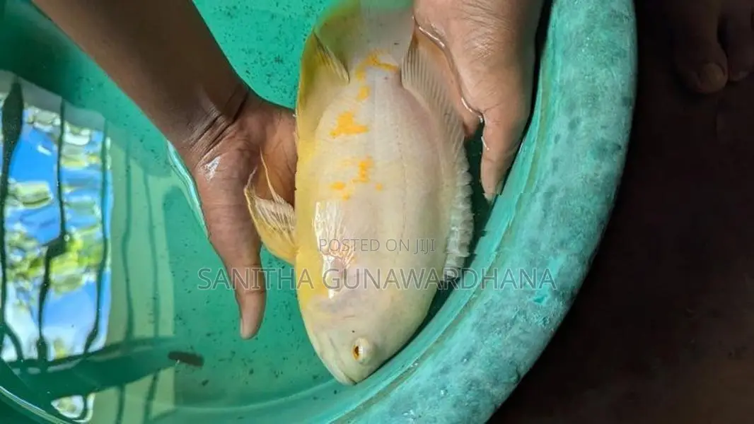 Oscar Fish