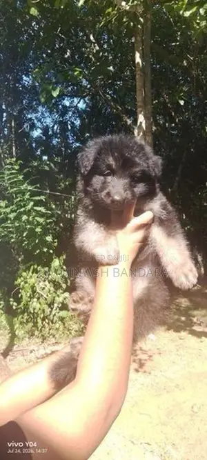Lion Shepherd Puppies
