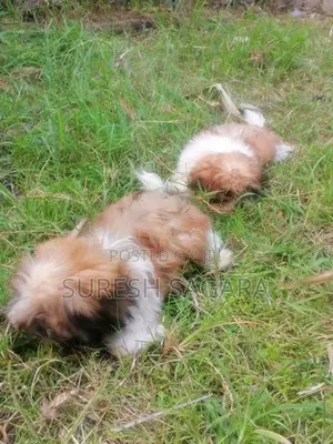 Shih Tzu Puppy