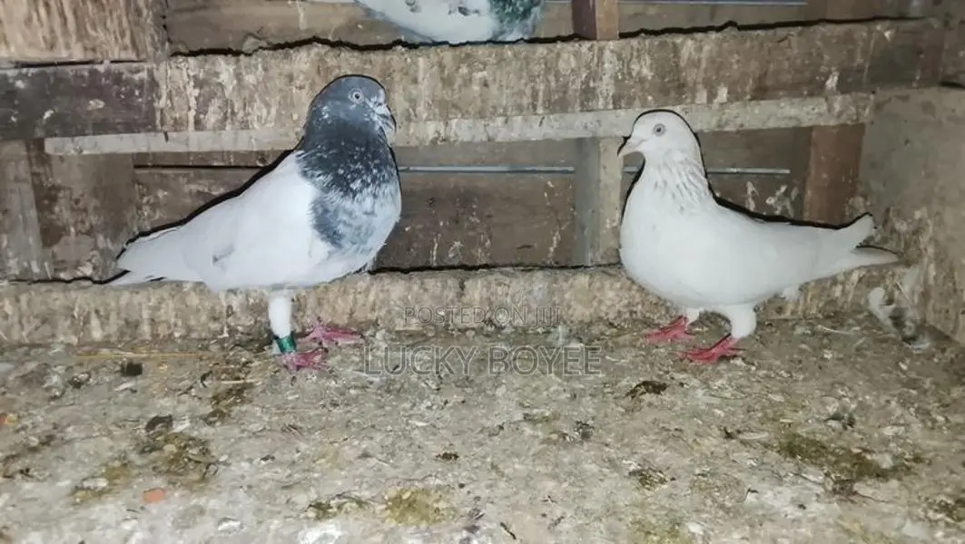 Pigeons