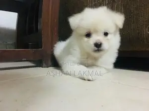 Lion Pomeranian Puppy