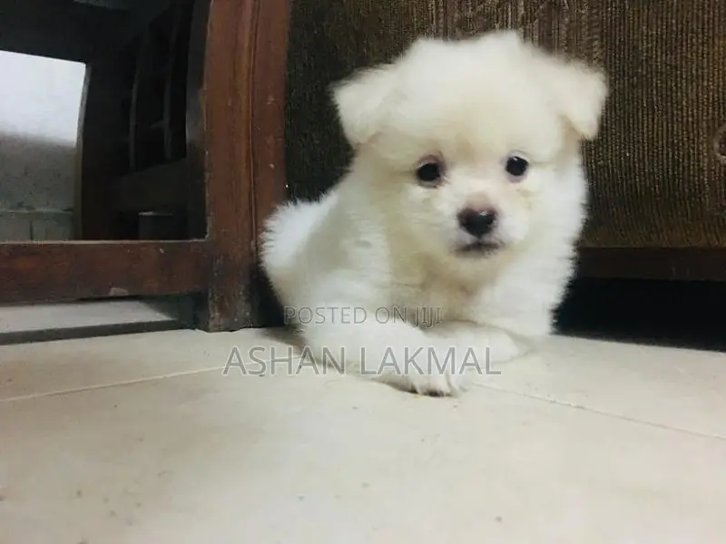 Lion Pomeranian Puppy